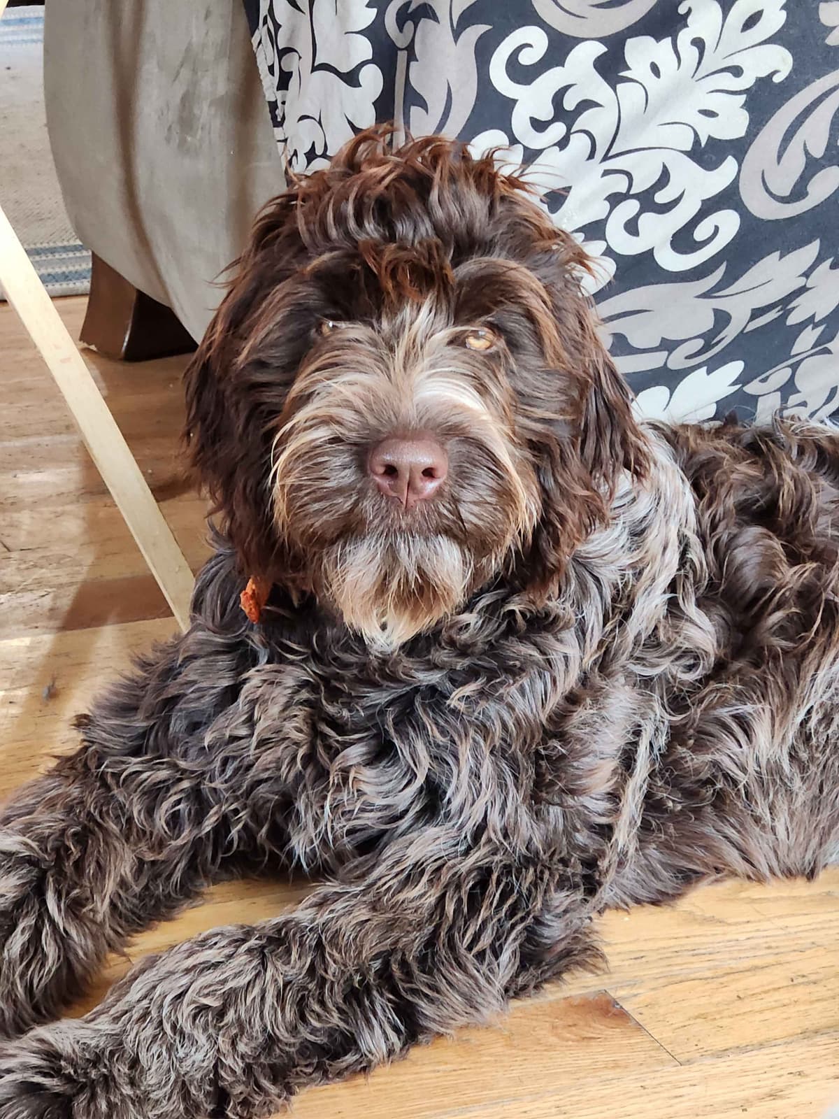 Wirehaired Pointing Griffon Puppies breeder image 17