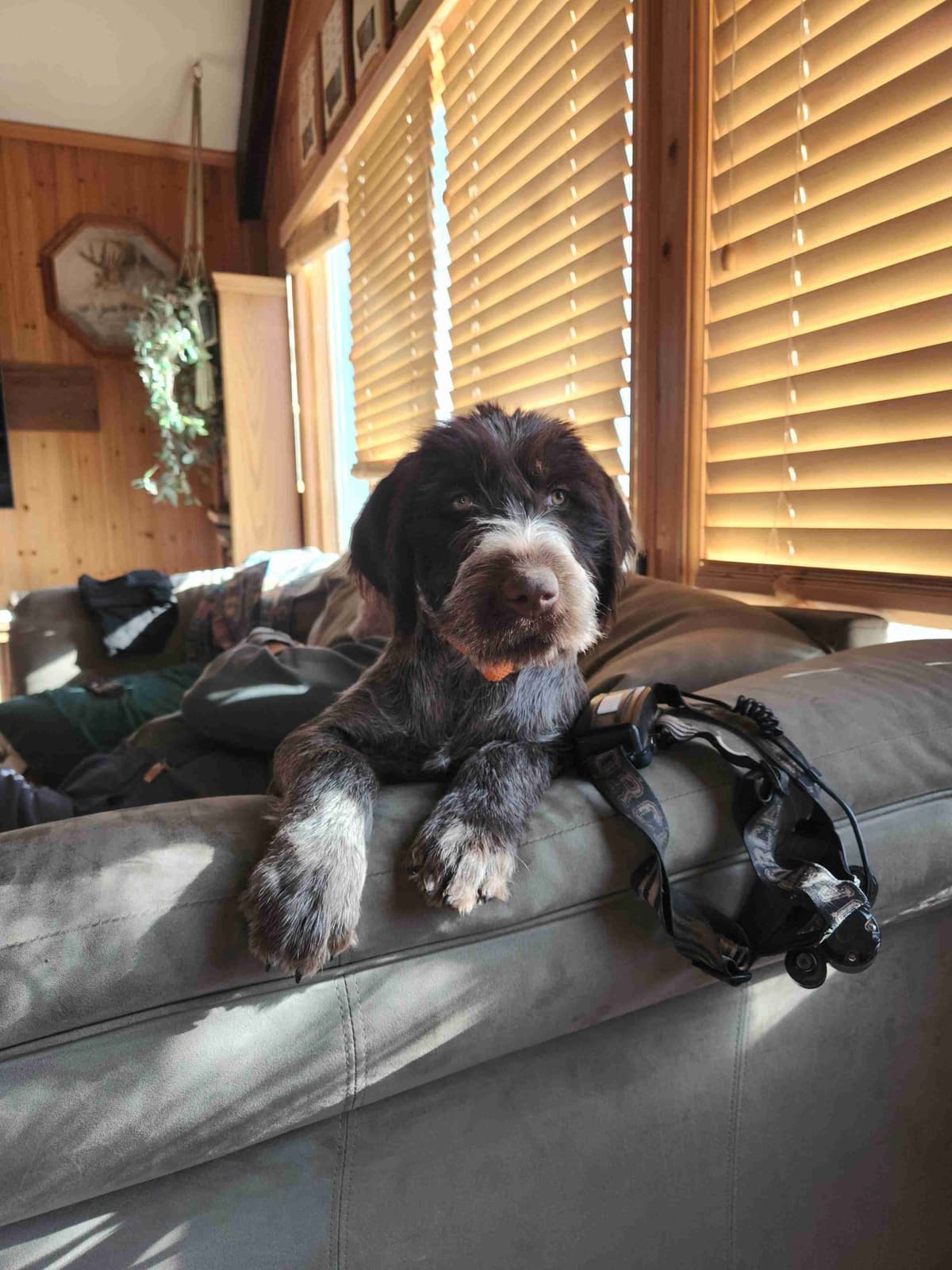 Wirehaired Pointing Griffon Puppies breeder image 19