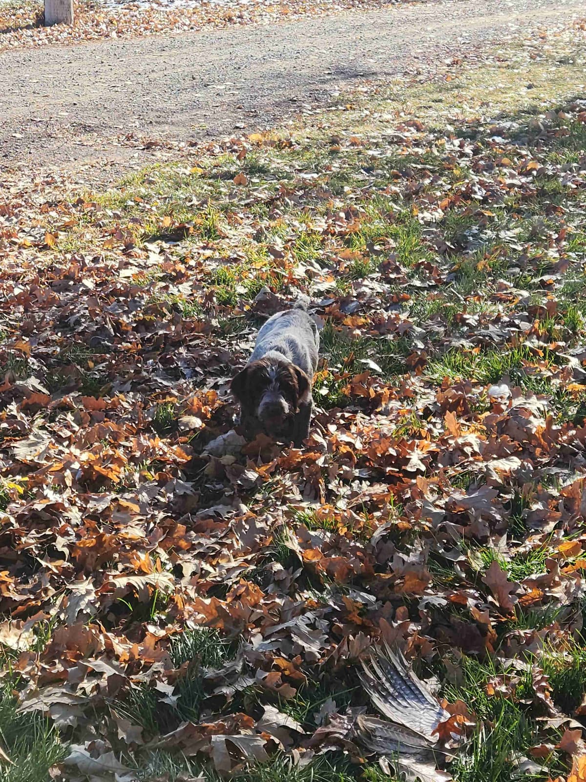 Wirehaired Pointing Griffon Puppies breeder image 21
