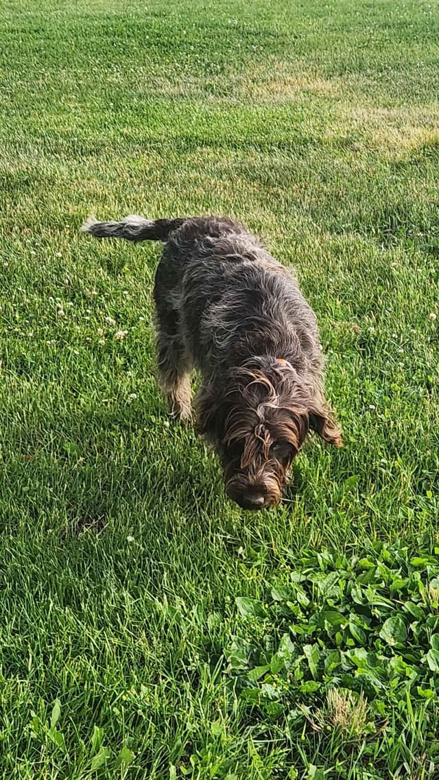 Wirehaired Pointing Griffon Puppies media 3