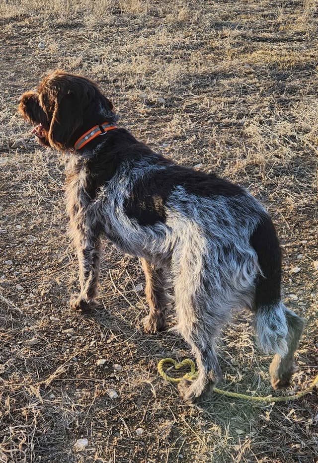 Wirehaired Pointing Griffon Puppies media 4