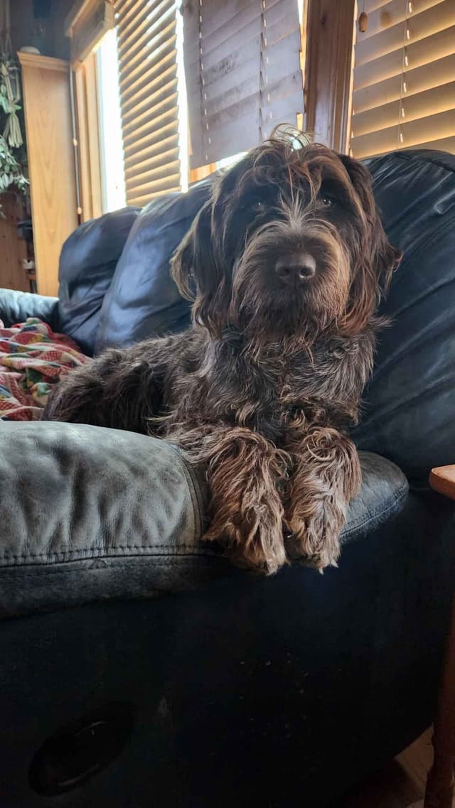Wirehaired Pointing Griffon Puppies media 5