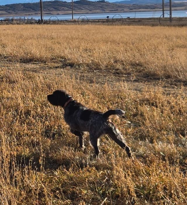 Wirehaired Pointing Griffon Puppies media 6