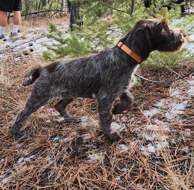 Wirehaired Pointing Griffon Puppies media 7