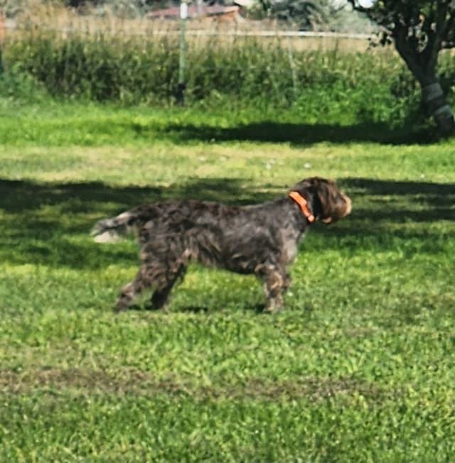 Wirehaired Pointing Griffon Puppies media 9