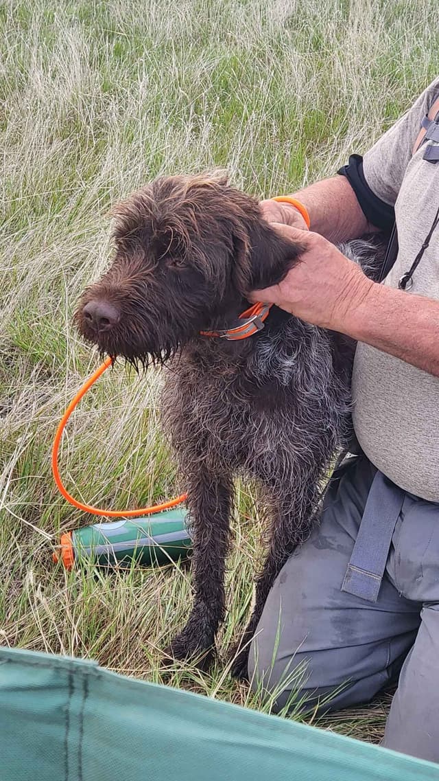 Wirehaired Pointing Griffon Puppies media 10