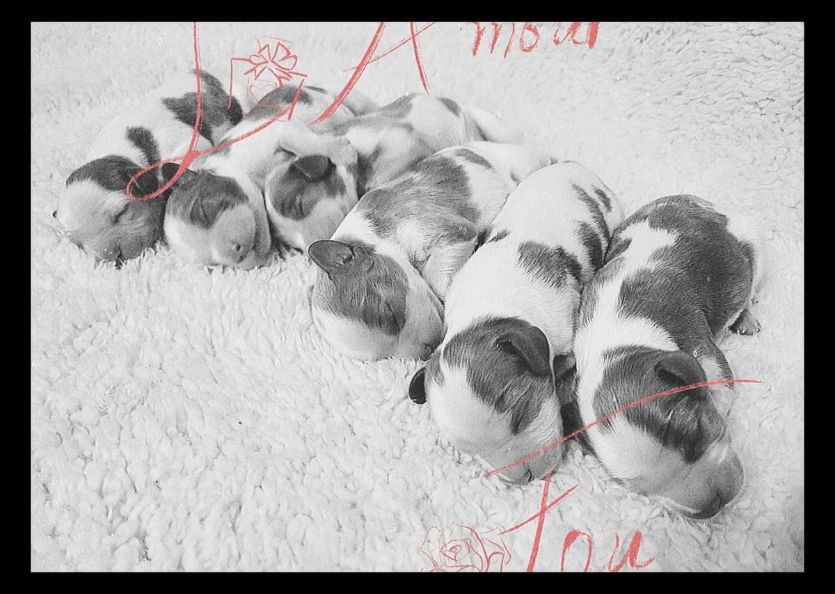 Fancy Fans Cavaliers breeder image 8