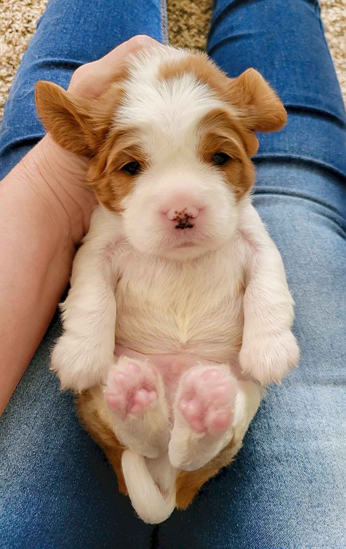 Fancy Fans Cavaliers breeder image 9