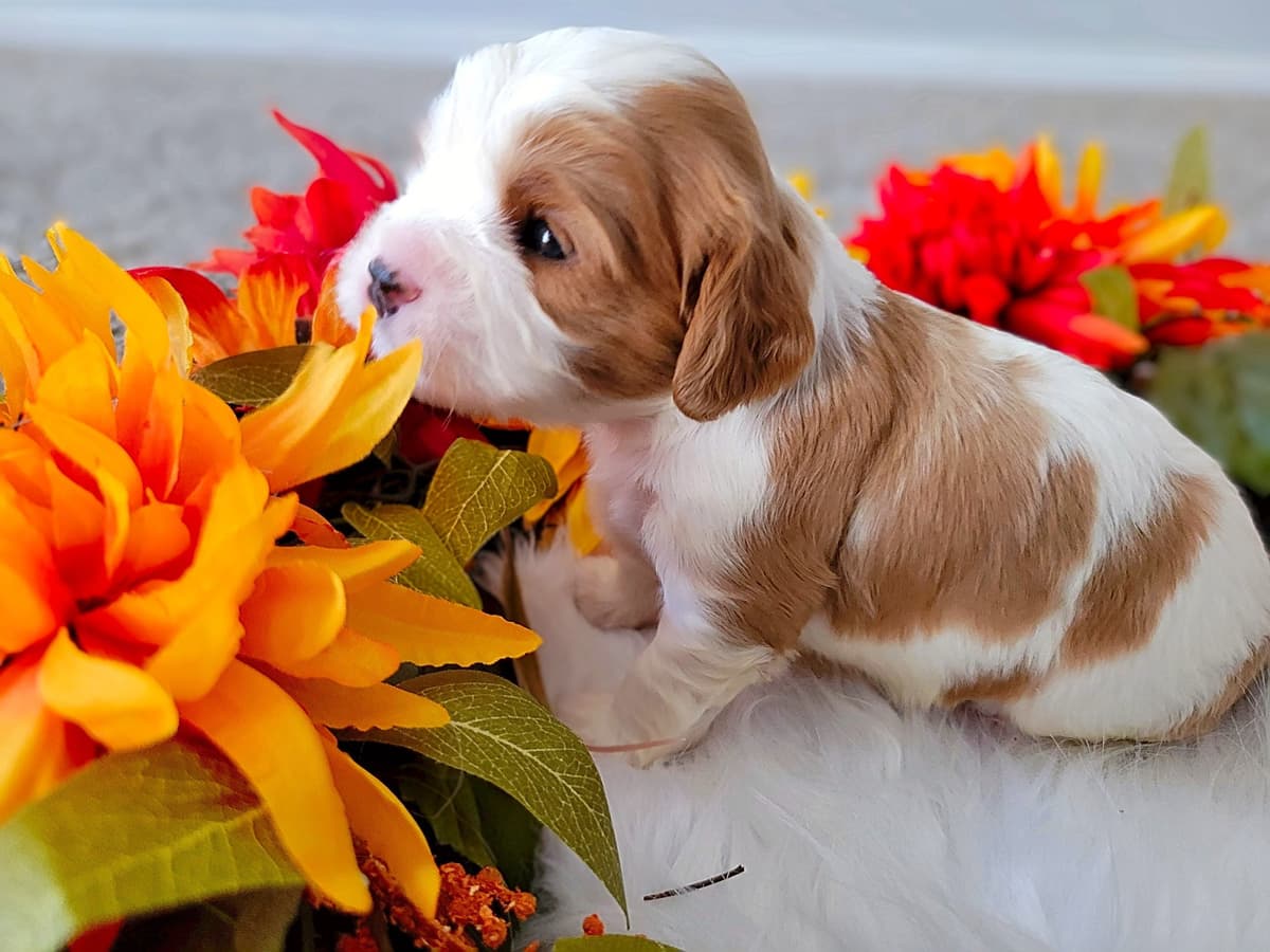 Fancy Fans Cavaliers breeder image 10