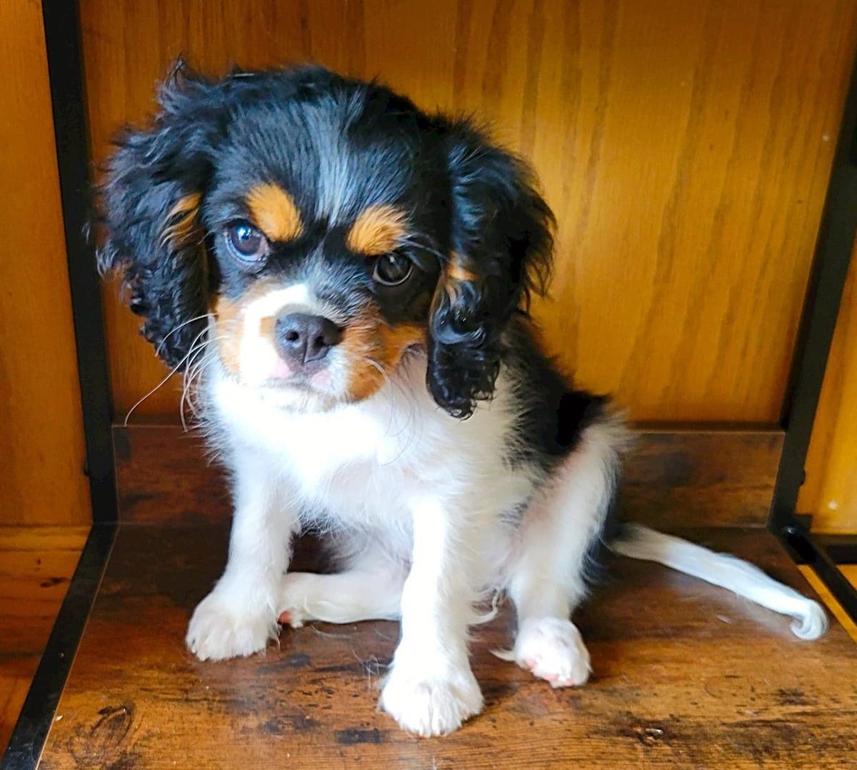 Fancy Fans Cavaliers breeder image 12