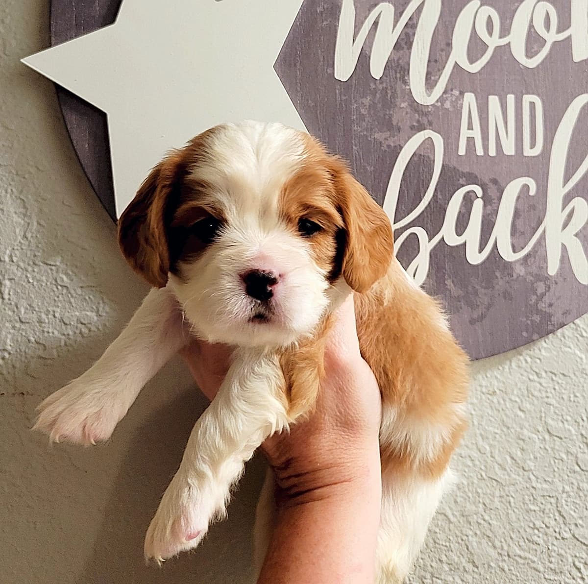 Fancy Fans Cavaliers breeder image 13