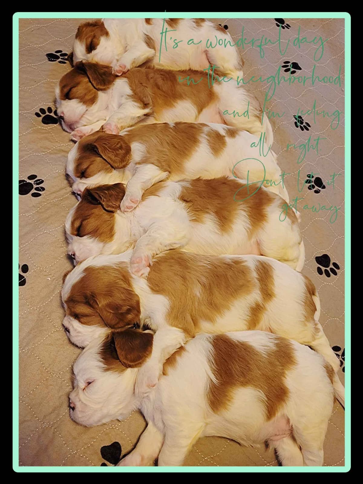 Fancy Fans Cavaliers breeder image 15
