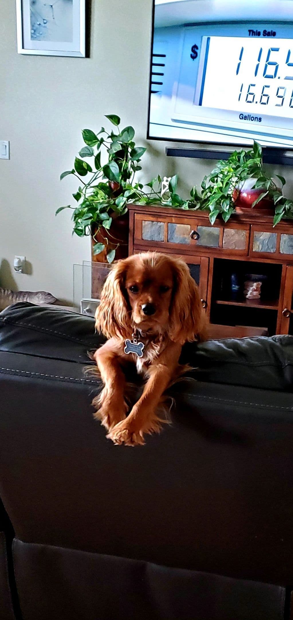 Fancy Fans Cavaliers breeder image 17