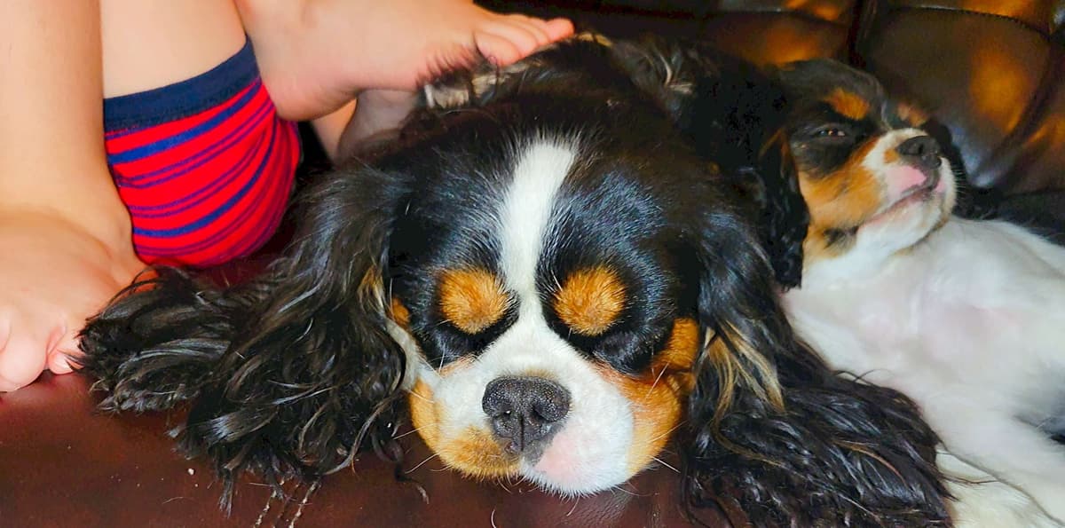 Fancy Fans Cavaliers breeder image 18