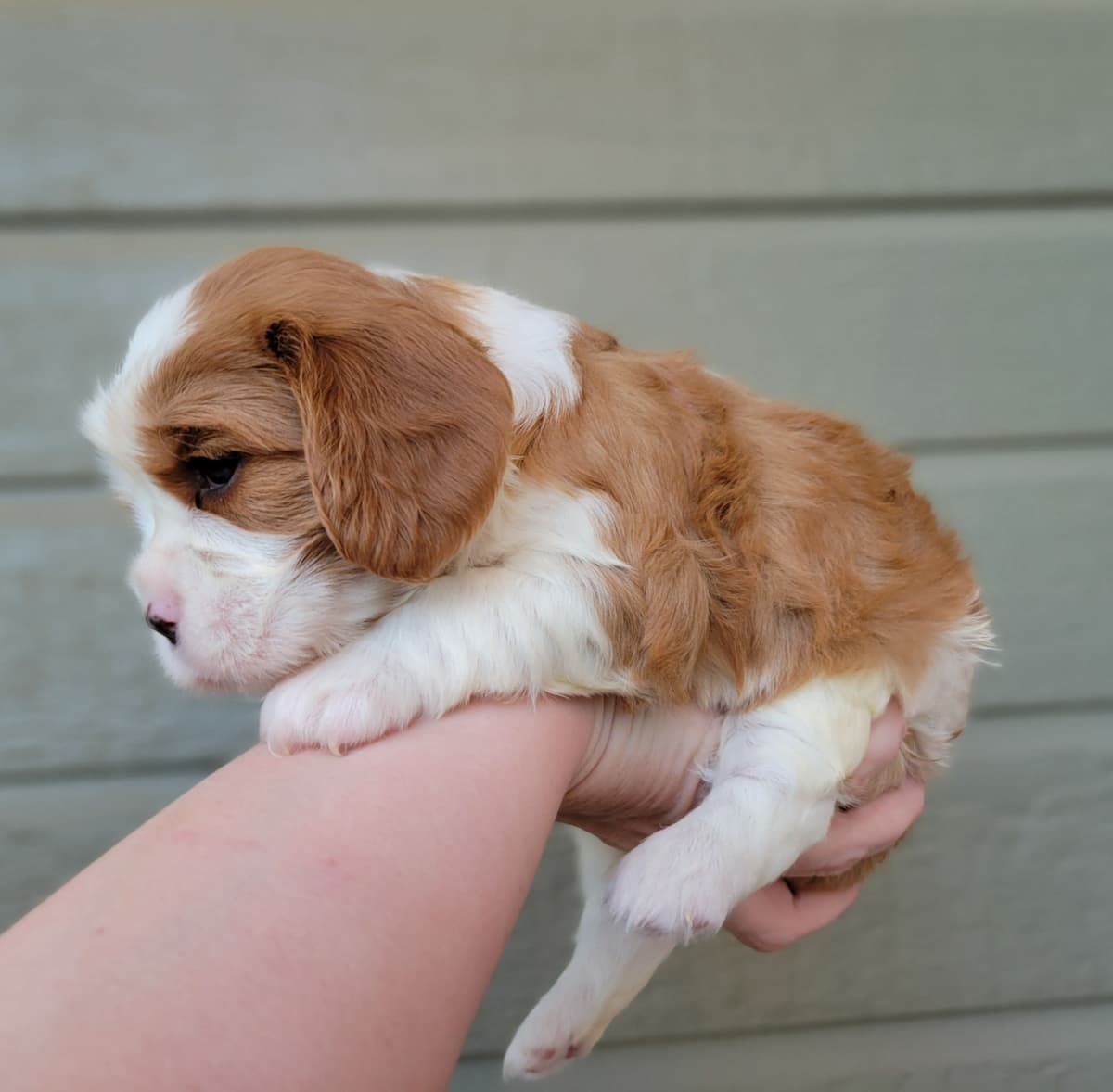 Fancy Fans Cavaliers breeder image 19