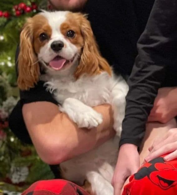 Fancy Fans Cavaliers breeder image 20