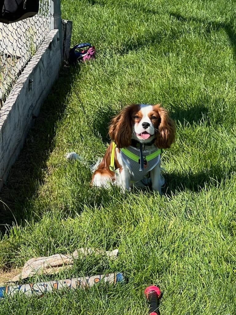 Fancy Fans Cavaliers breeder image 21