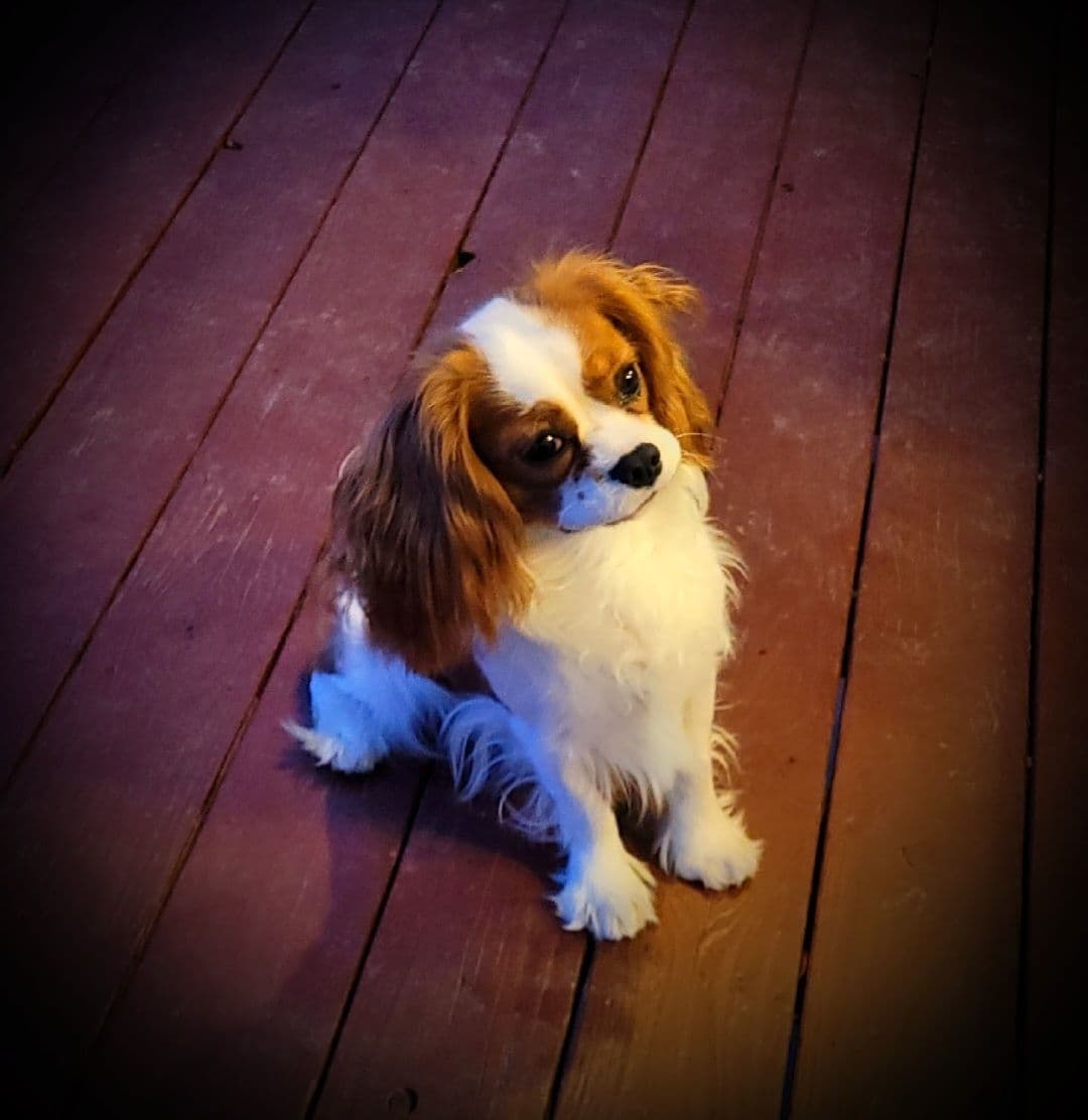 Fancy Fans Cavaliers breeder image 5