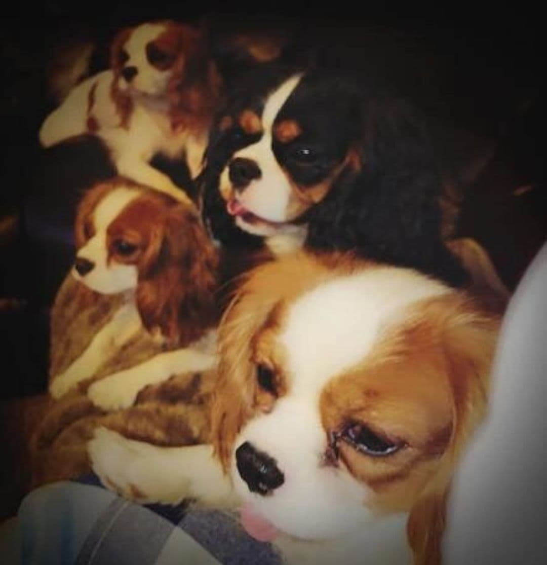 Fancy Fans Cavaliers breeder image 22