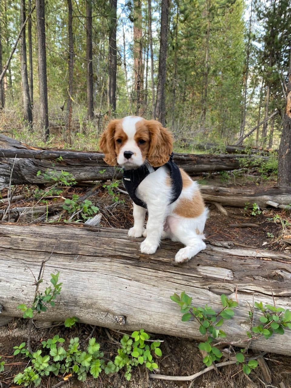 Fancy Fans Cavaliers breeder image 23