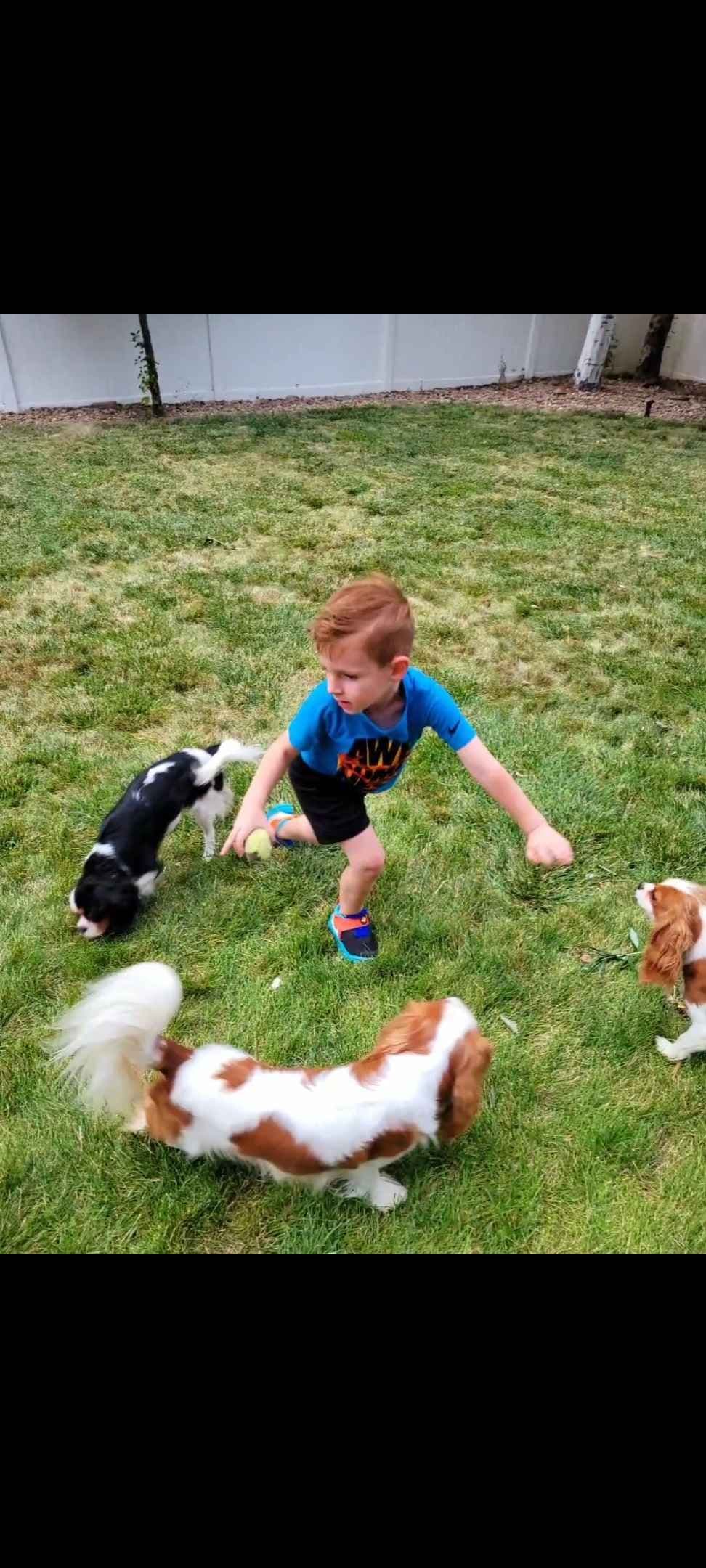 Fancy Fans Cavaliers breeder image 24