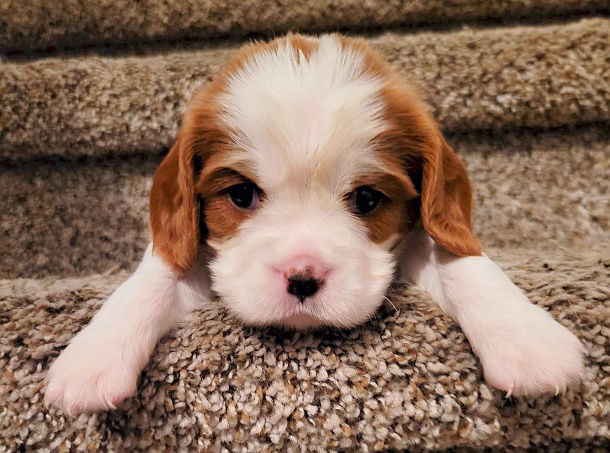 Fancy Fans Cavaliers breeder image 26