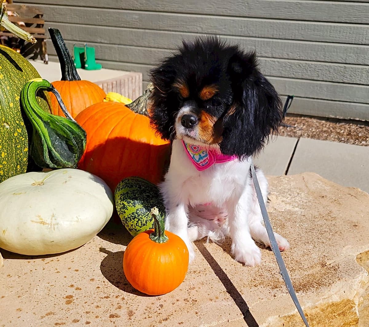 Fancy Fans Cavaliers breeder image 28