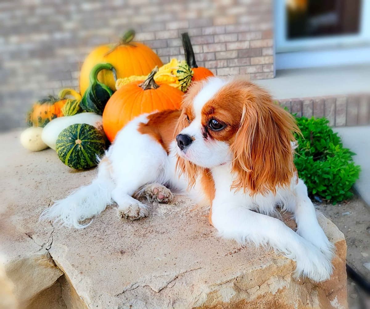 Fancy Fans Cavaliers breeder image 3