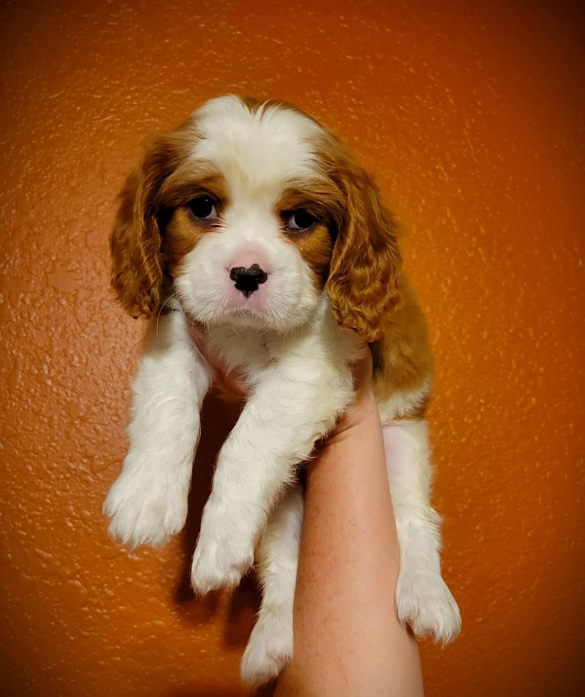 Fancy Fans Cavaliers breeder image 29