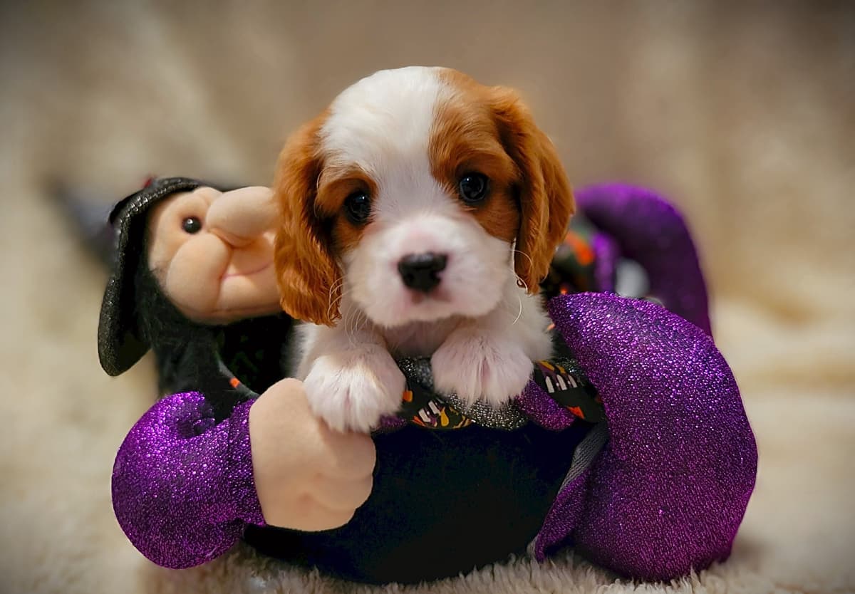 Fancy Fans Cavaliers breeder image 30