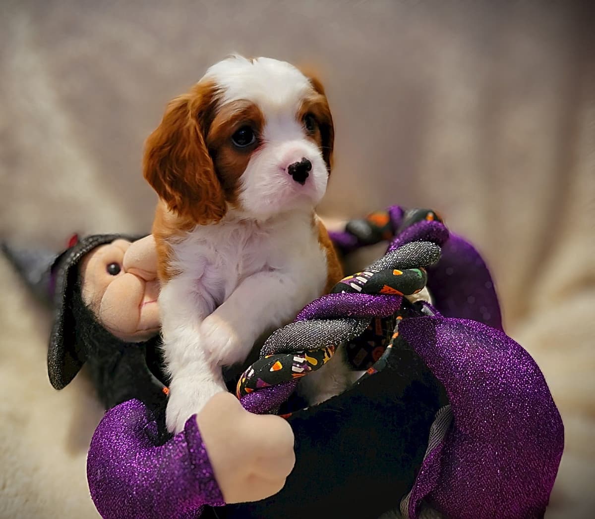 Fancy Fans Cavaliers breeder image 4