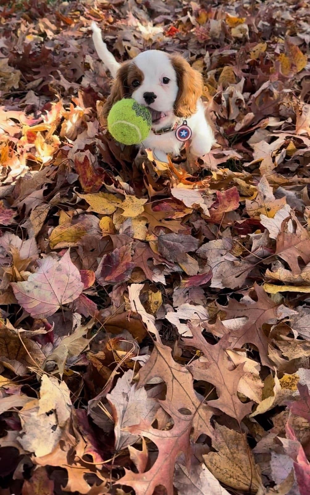 Fancy Fans Cavaliers breeder image 31