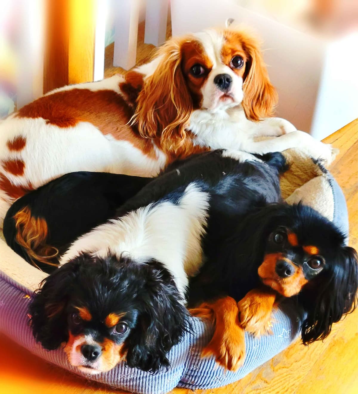 Fancy Fans Cavaliers breeder image 1