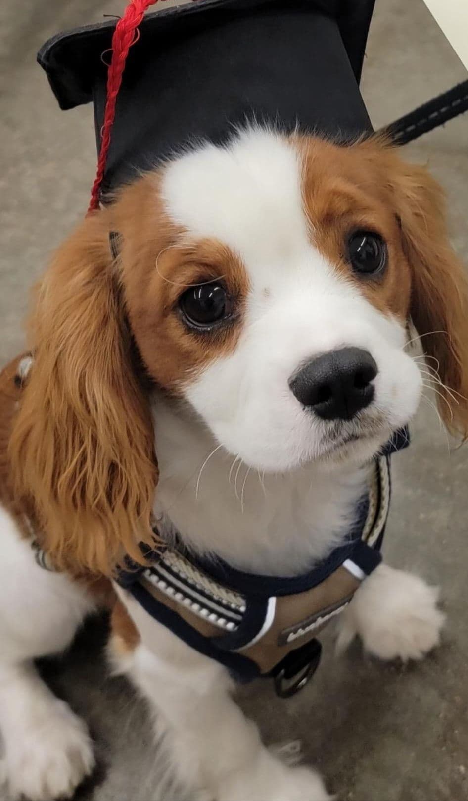 Fancy Fans Cavaliers breeder image 11