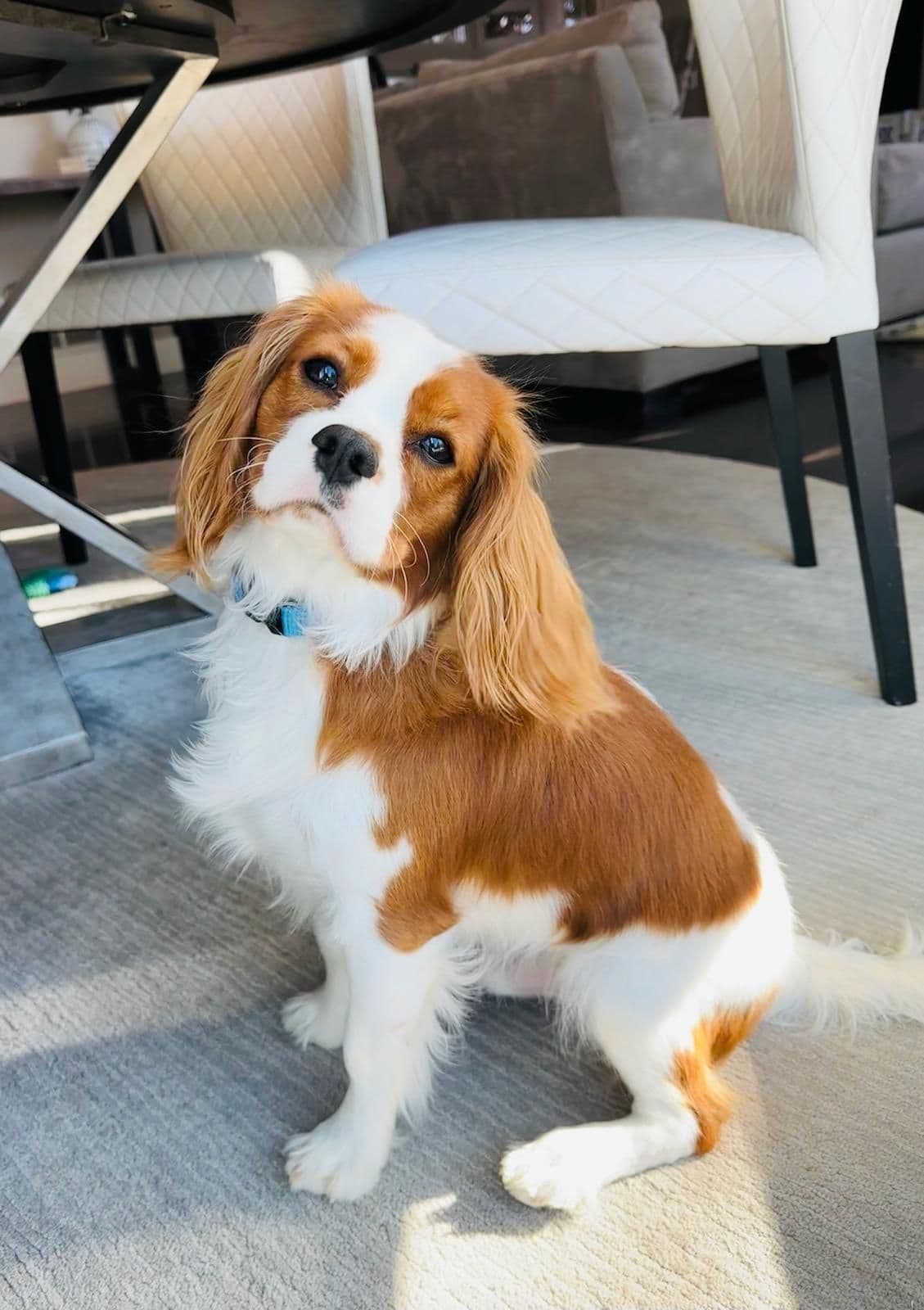 Fancy Fans Cavaliers breeder image 7