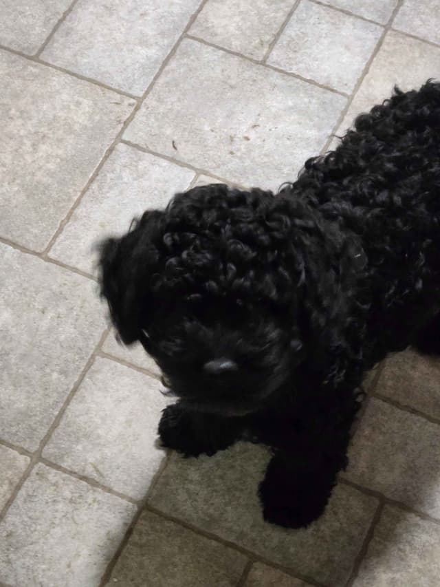 Puli Puppies media 2
