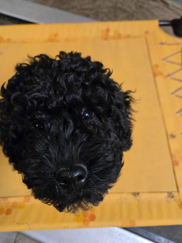 Puli Puppies media 3