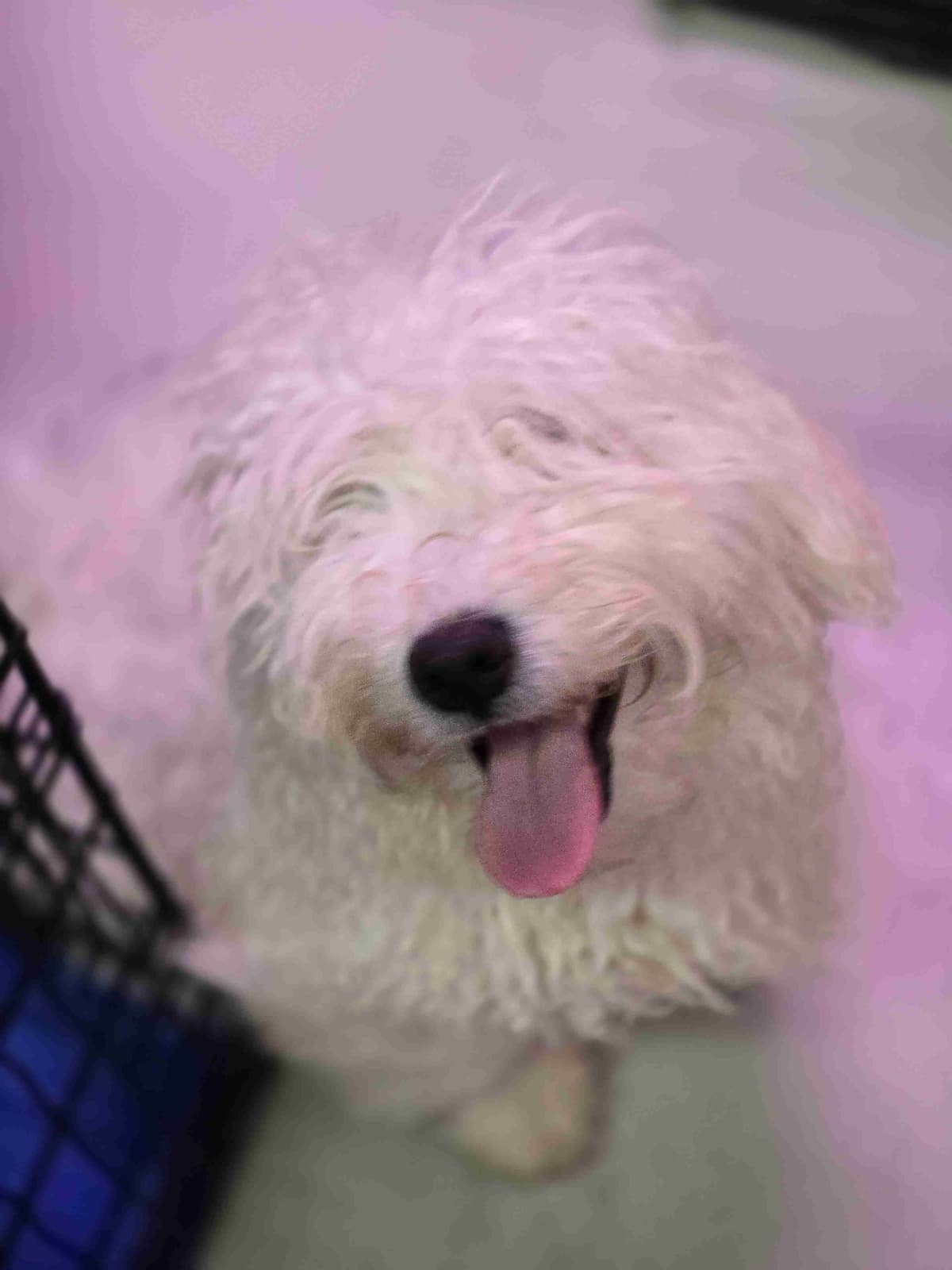 Puli Puppies breeder image 1