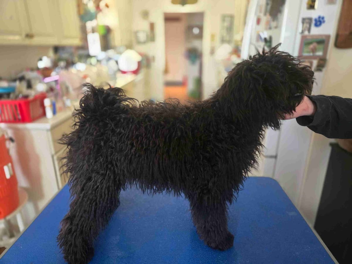 Puli Puppies breeder image 3