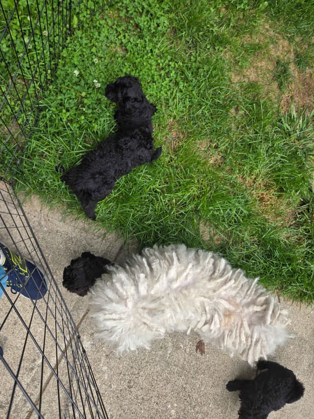 Puli Puppies media 2