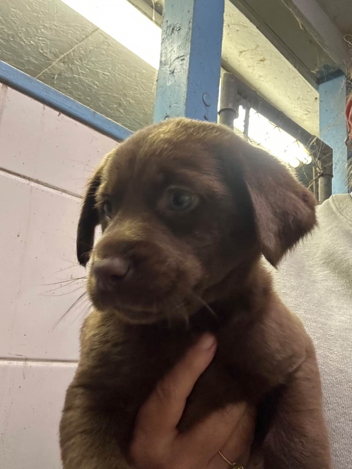 Labrador Retriever Puppies breeder image 1