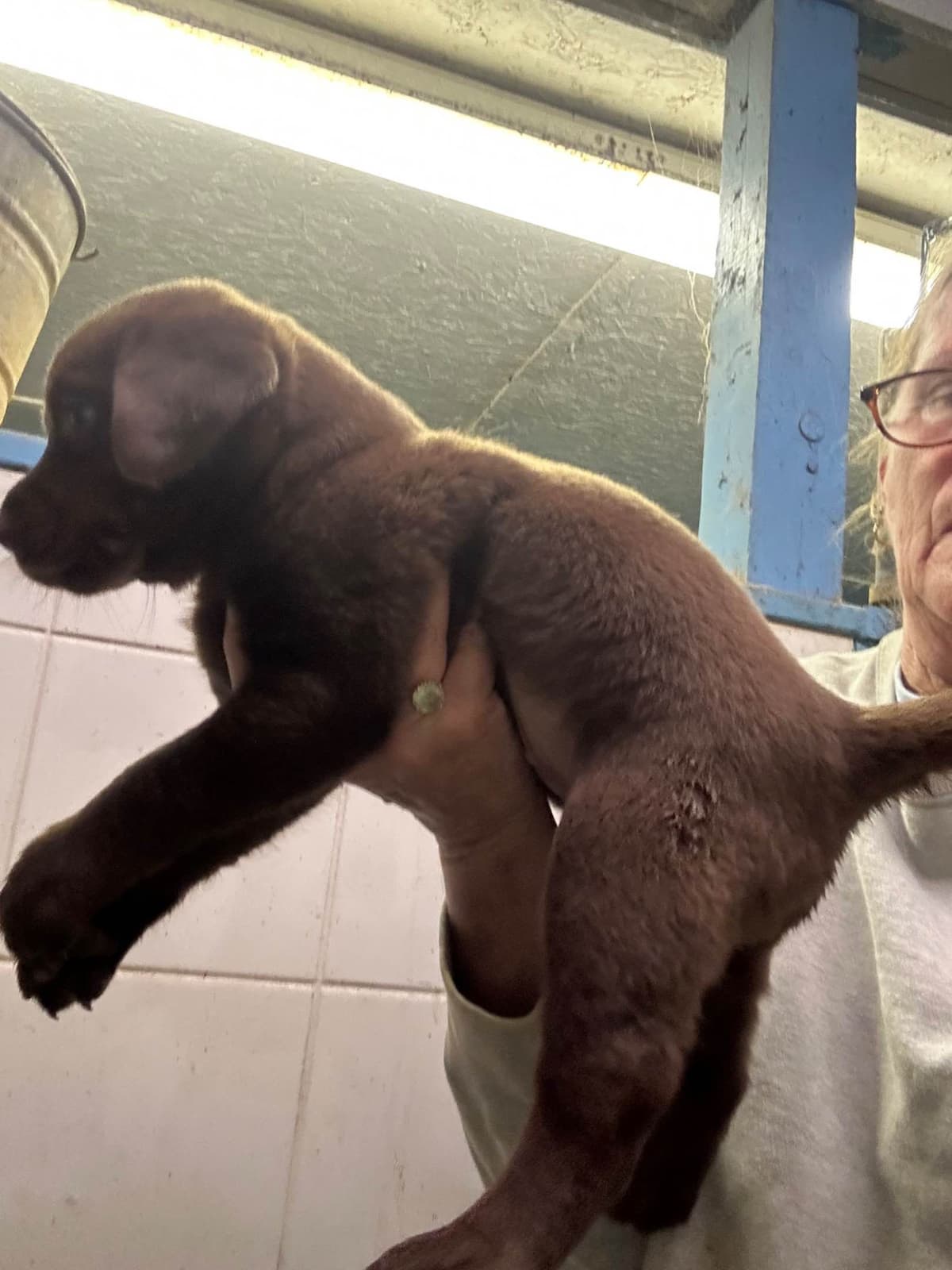 Labrador Retriever Puppies breeder image 3