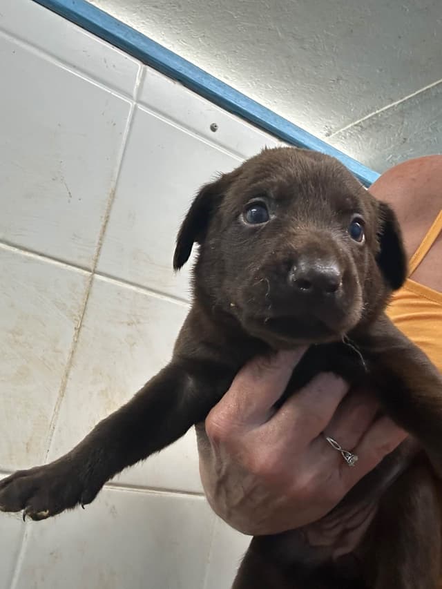 Labrador Retriever Puppies media 2