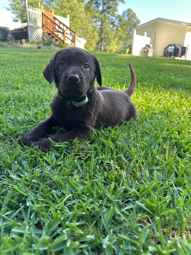 Labrador Retriever Puppies media 5