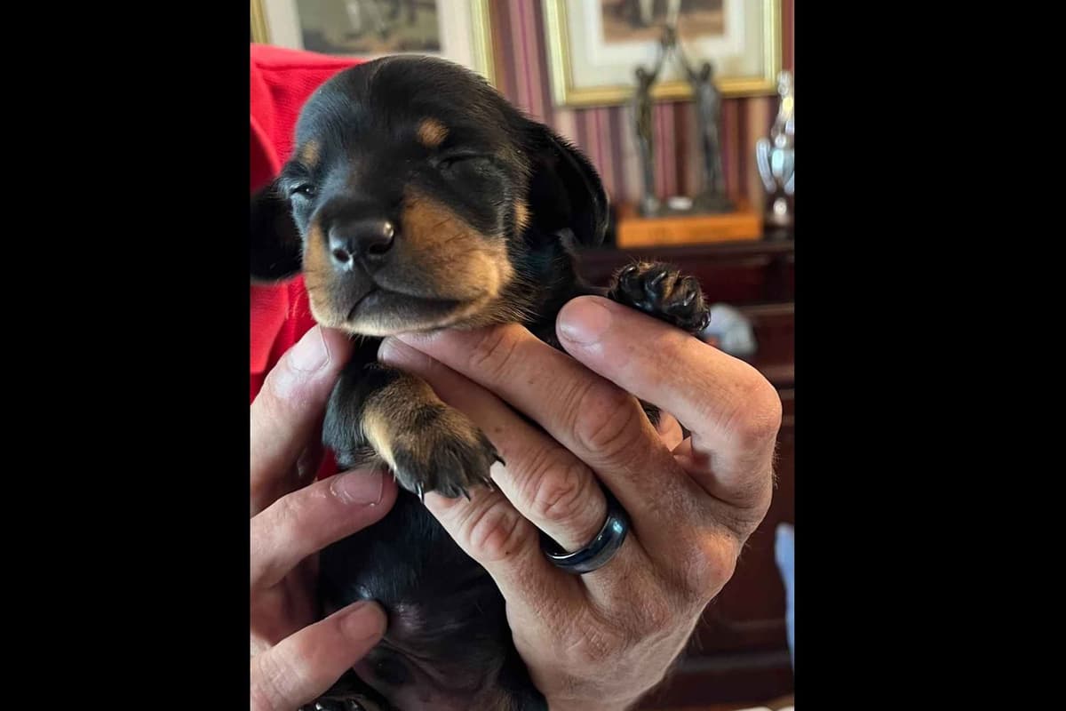 Dachshund Puppies breeder image 2