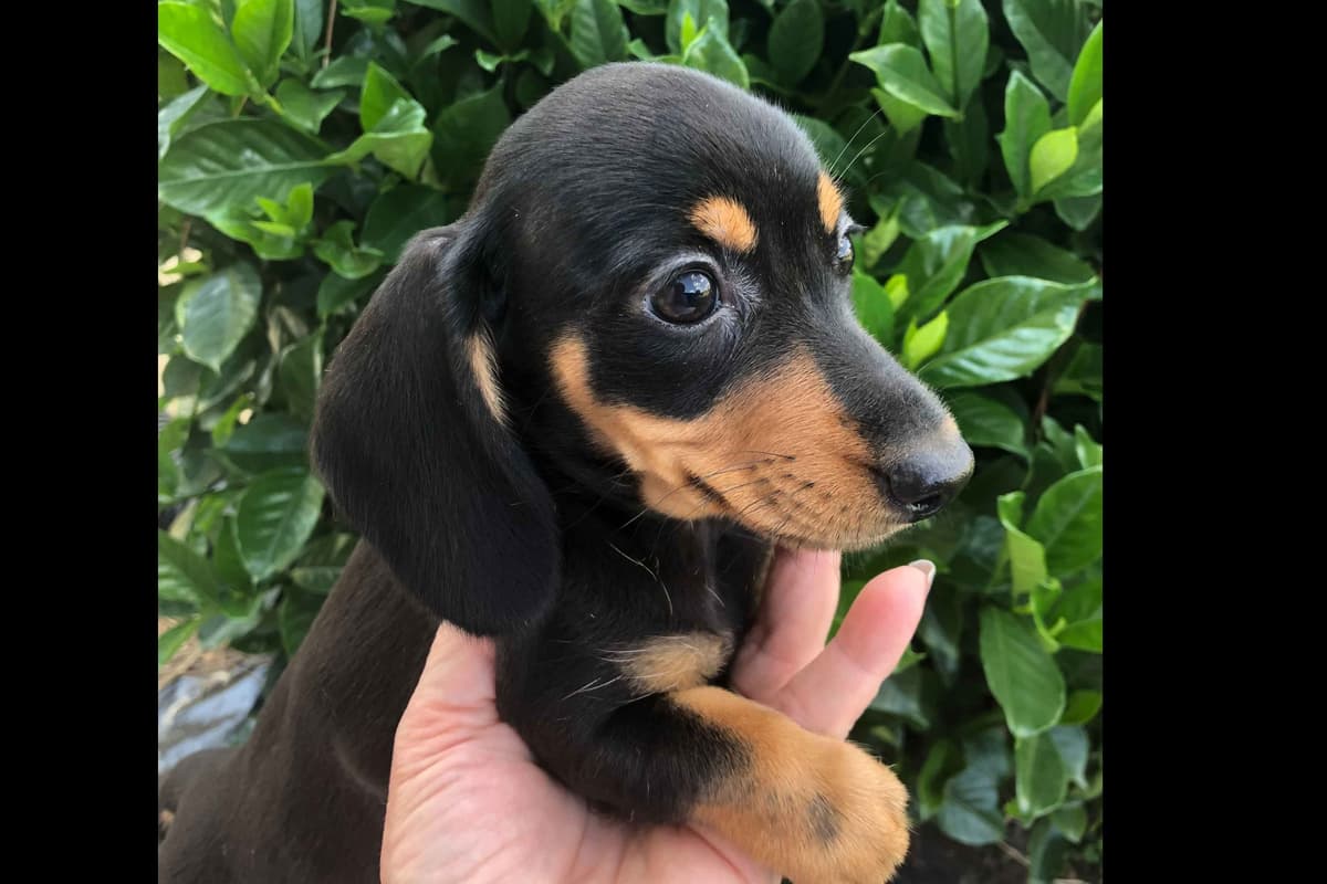 Dachshund Puppies breeder image 1