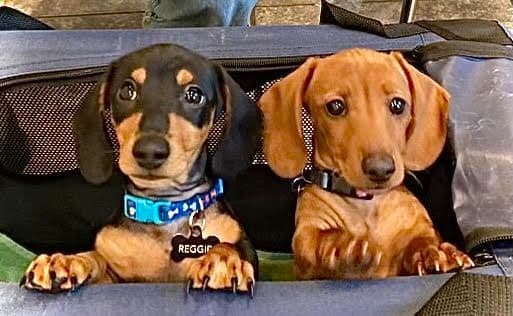 Dachshund Puppies breeder image 3