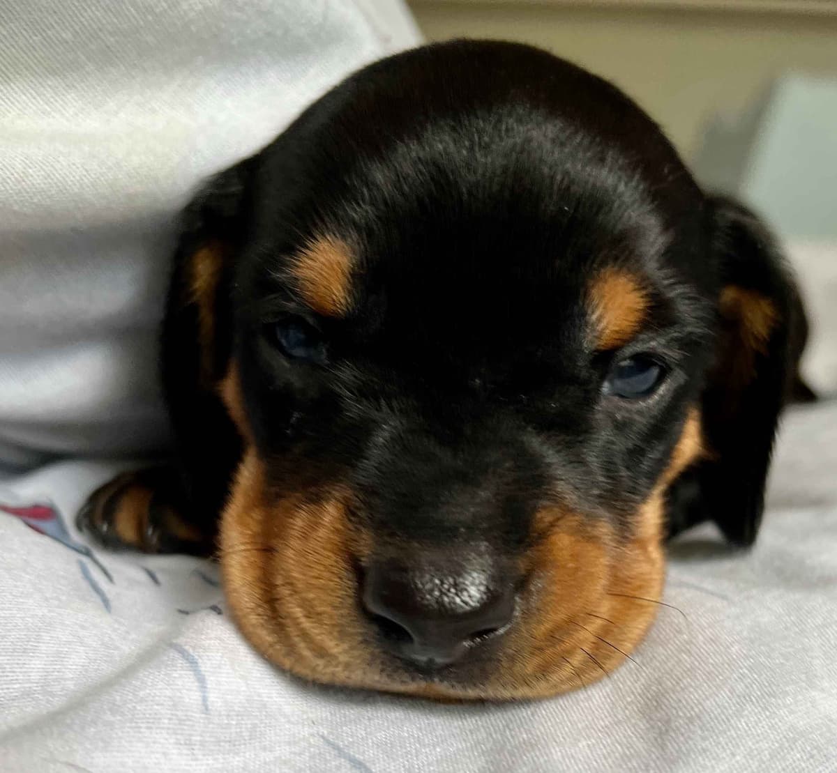 Dachshund Puppies breeder image 4
