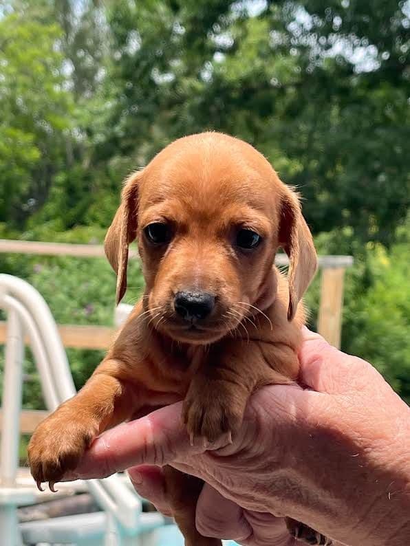Dachshund Puppies media 3