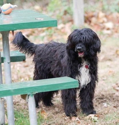 Portuguese Water Dog Puppies breeder image 3
